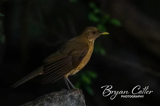 Clay-colored Thrush