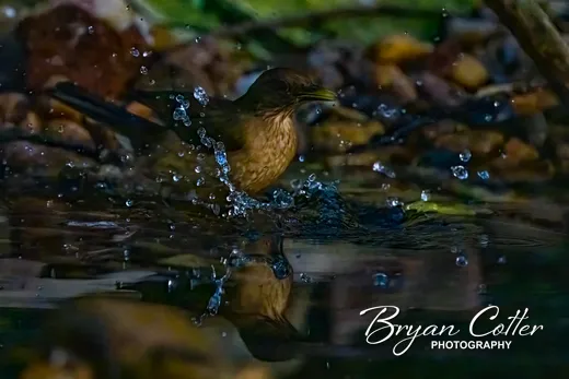 Clay-colored Thrush