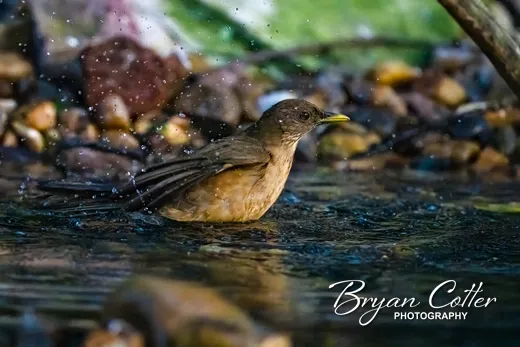 Clay-colored Thrush