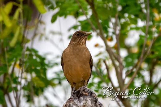Clay-colored Thrush