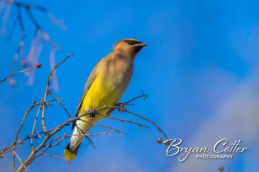 Cedar Waxwing