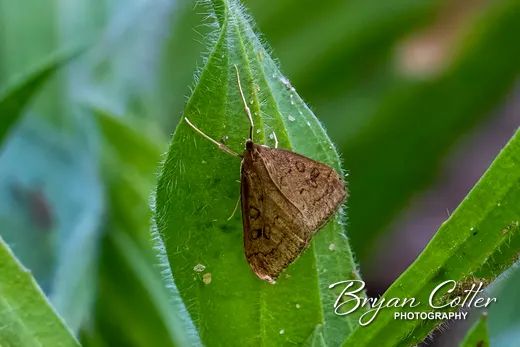 Celery Leaftier Moth