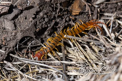 Giant Desert Centipede