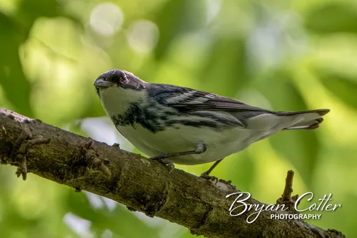 Cerulean Warbler