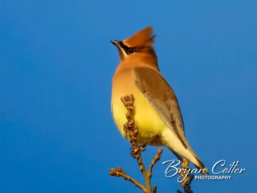 Cedar Waxwing