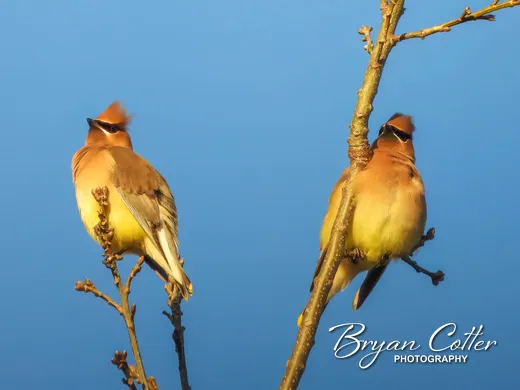 Cedar Waxwing