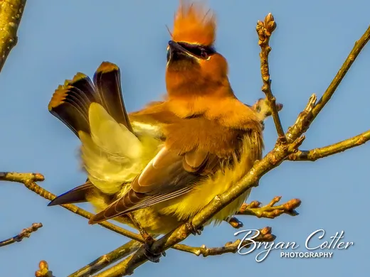 Cedar Waxwing