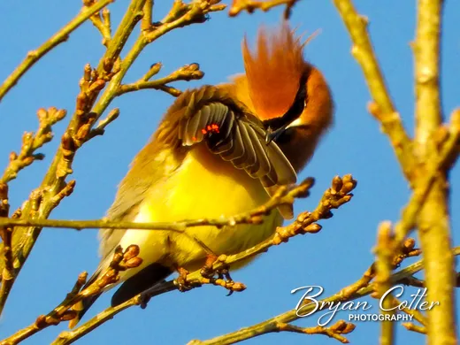Cedar Waxwing