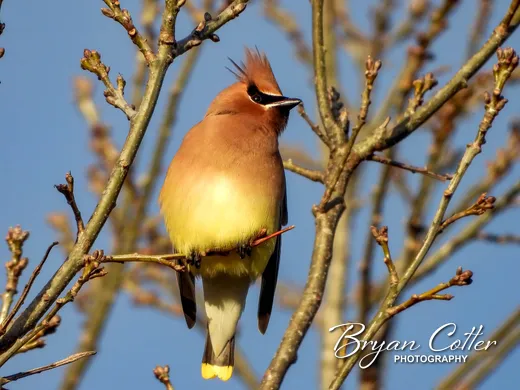 Cedar Waxwing