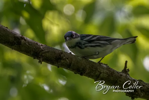 Cerulean Warbler