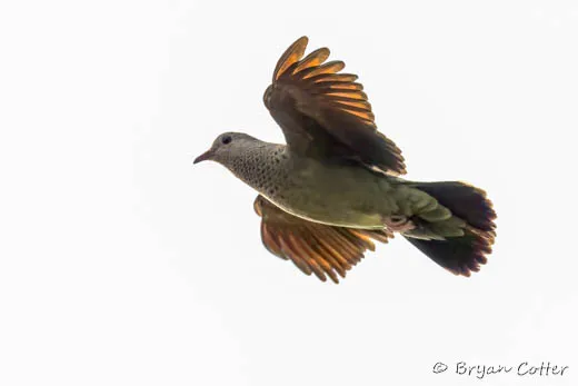 Common Ground Dove photographed in Texas by Bryan Cotter