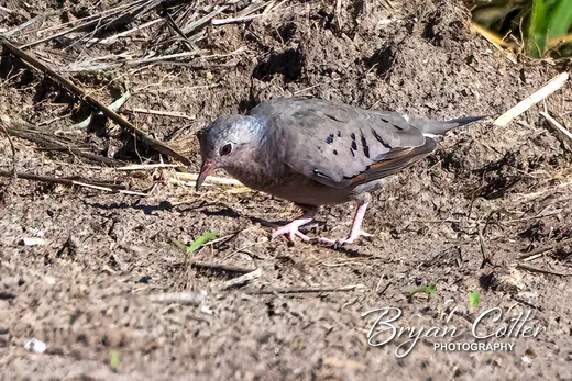 Common Ground Dove