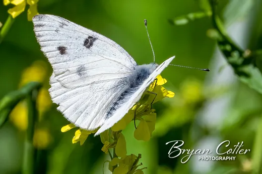 Checkered White