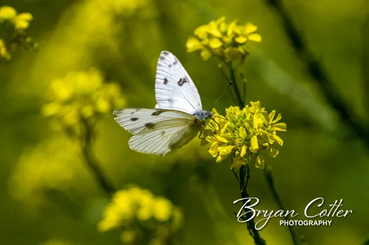 Checkered White