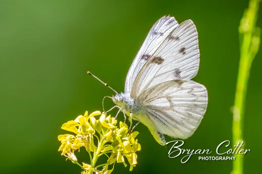 Checkered White photographed in Texas by Bryan Cotter