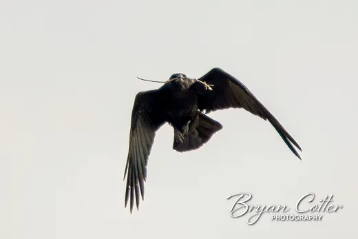Chihuahuan Raven