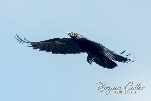Chihuahuan Raven