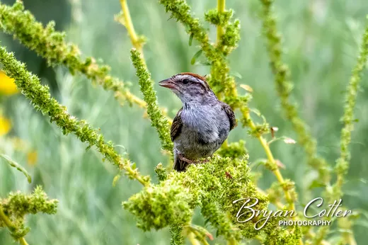 Chipping Sparrow