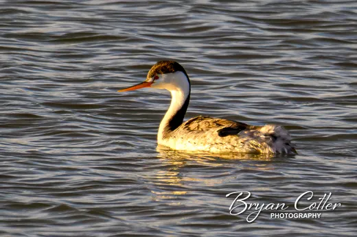 Clark's Grebe