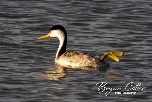Clark's Grebe