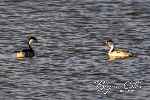 Clark's Grebe