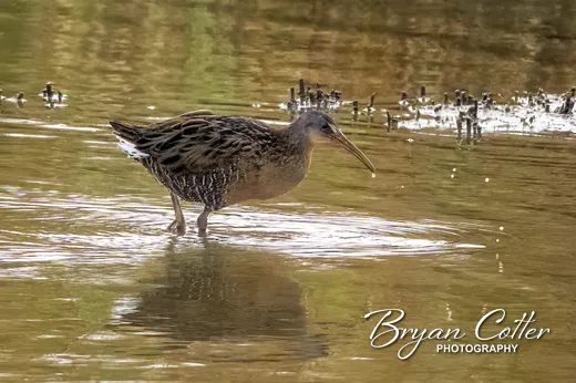 Clapper Rail