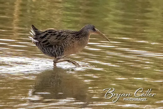 Clapper Rail