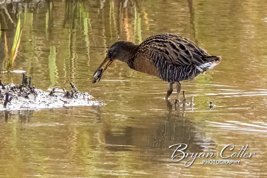 Clapper Rail