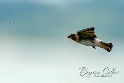 Cliff Swallow photographed in the Granger Lake region of Texas by Bryan Cotter