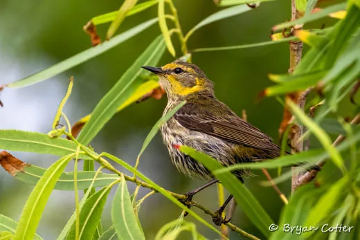 Cape May Warbler