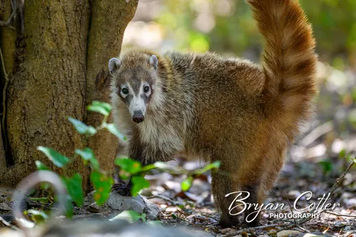 White-nosed Coati