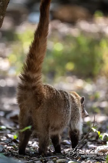 White-nosed Coati