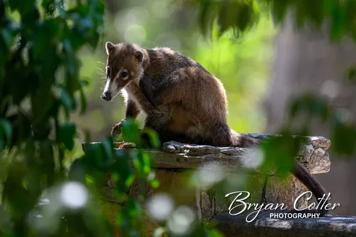 White-nosed Coati