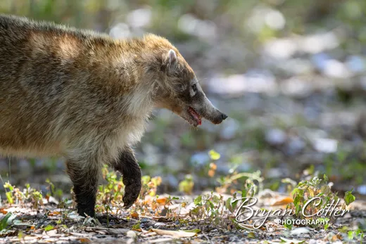 White-nosed Coati