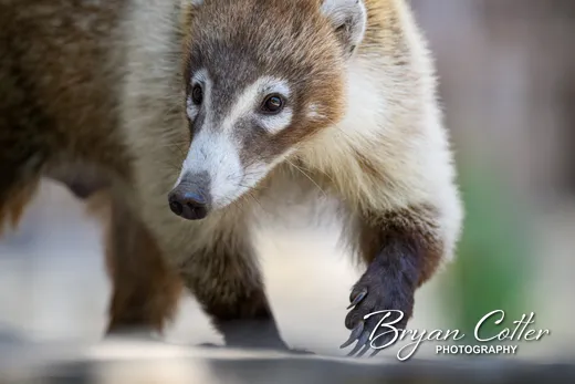 White-nosed Coati