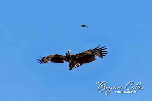 Common Black Hawk