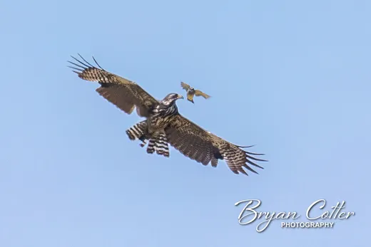 Common Black Hawk