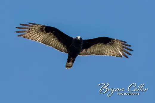 Common Black Hawk photographed in the Davis Mountains region of Texas by Bryan Cotter