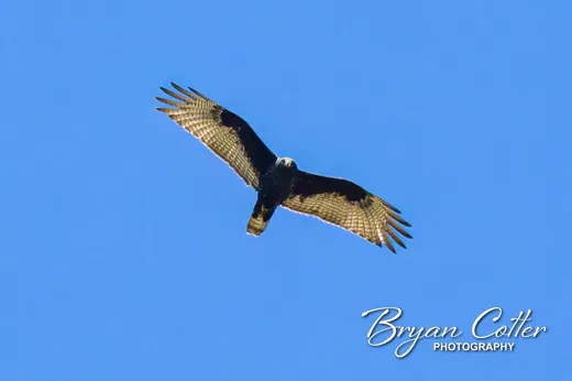 Common Black Hawk