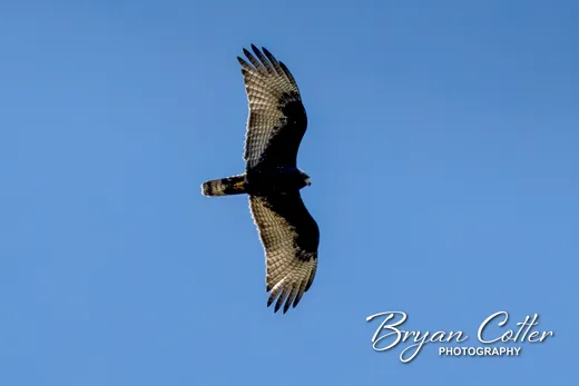 Common Black Hawk