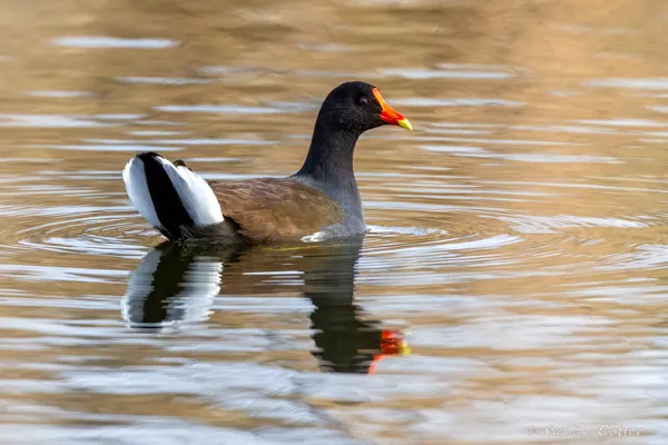 Common Gallinule