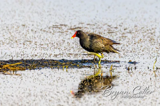 Common Gallinule