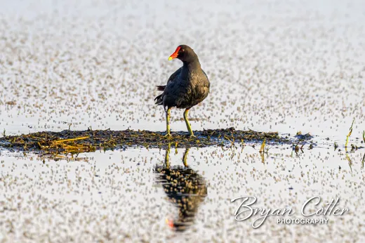 Common Gallinule