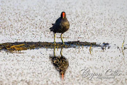 Common Gallinule