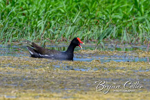 Common Gallinule photographed in Texas by Bryan Cotter