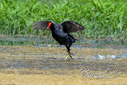 Common Gallinule