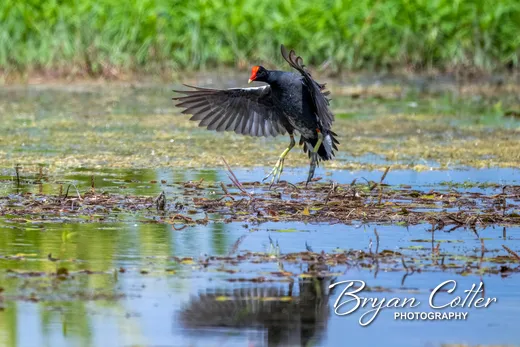 Common Gallinule