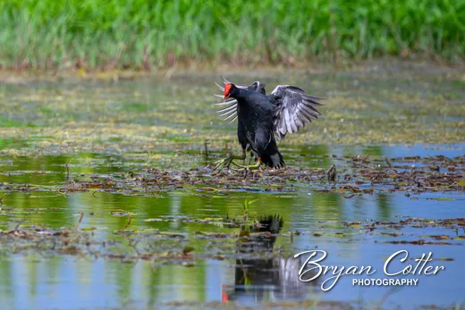Common Gallinule