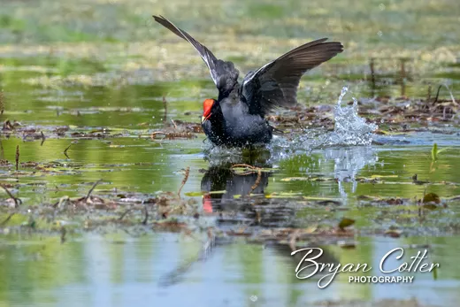 Common Gallinule