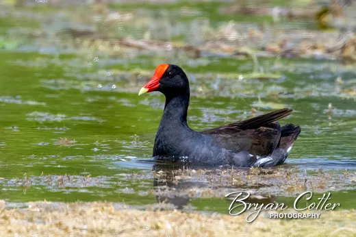 Common Gallinule